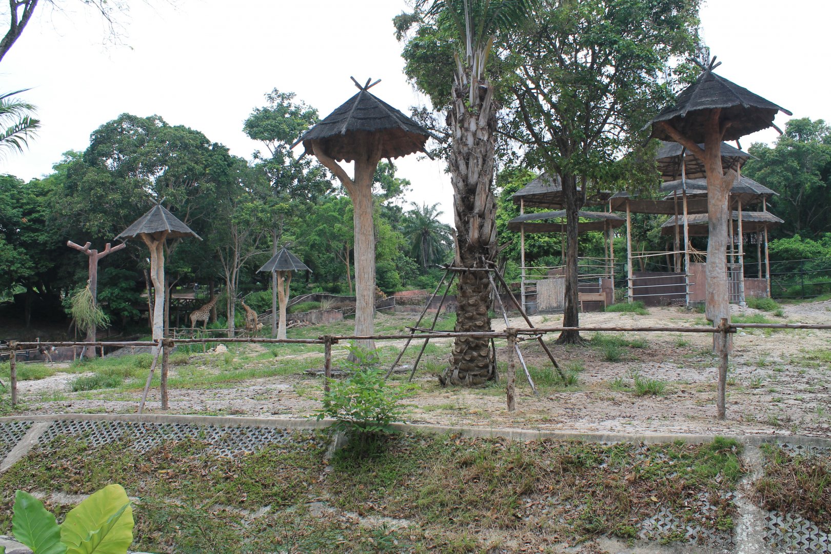 African Savannah enclosure