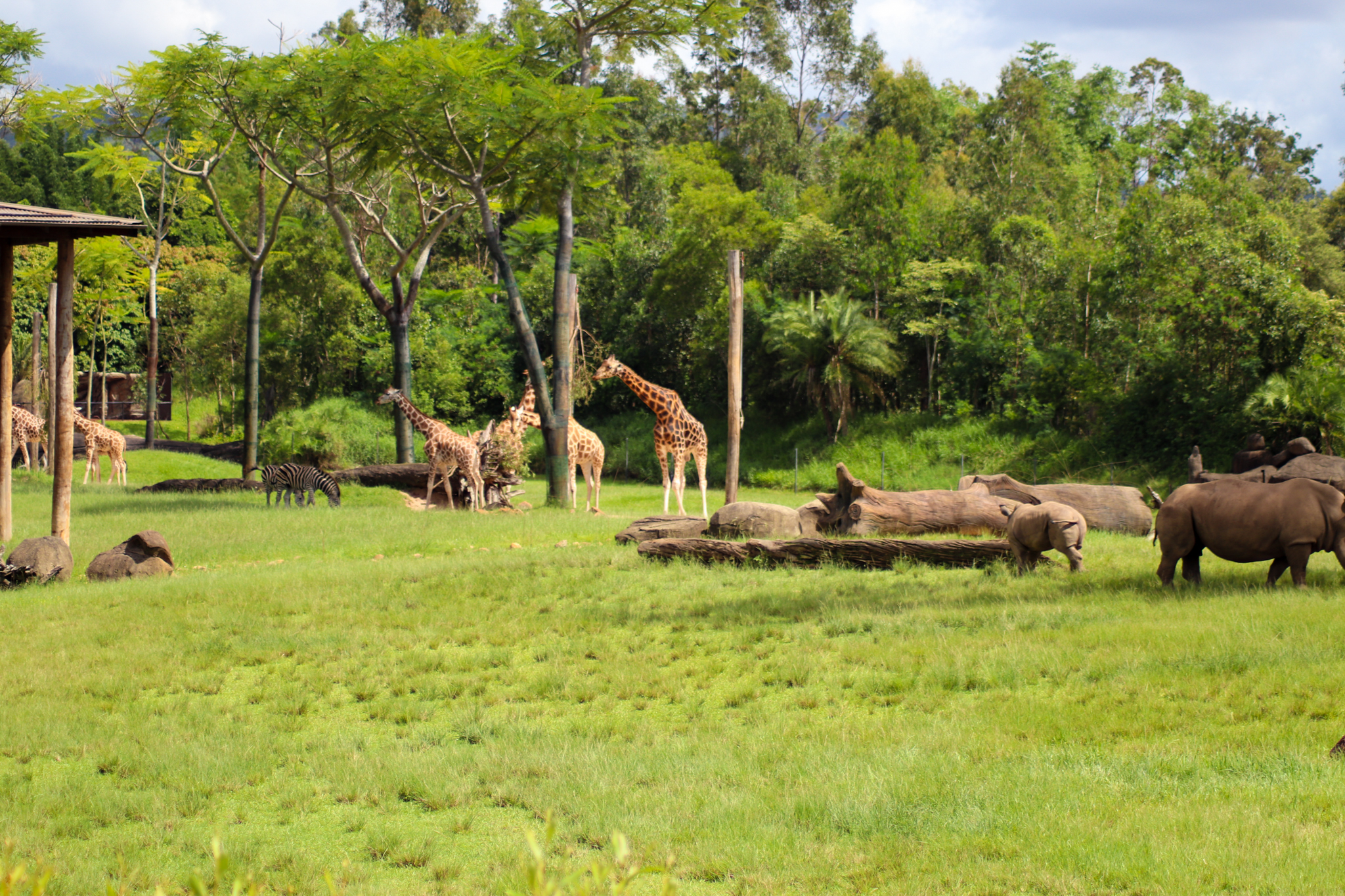 African Savannah Enclosure