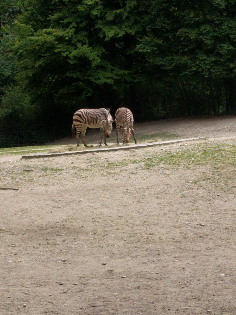 African Savannah Enclosure