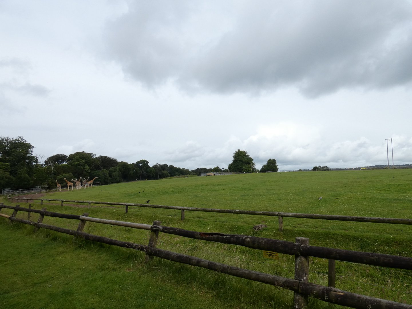 African savannah enclosure