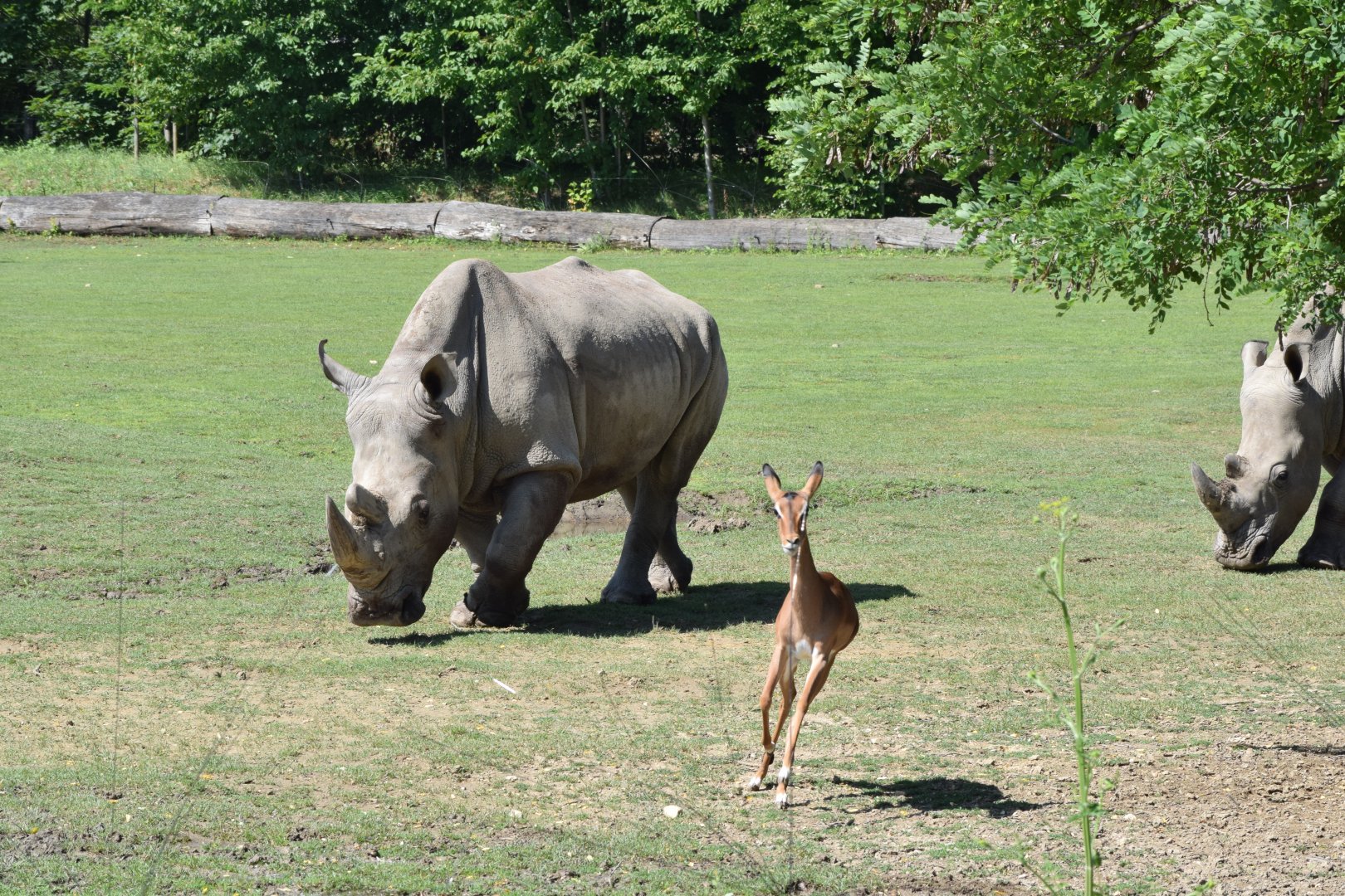 African savannah enclosure