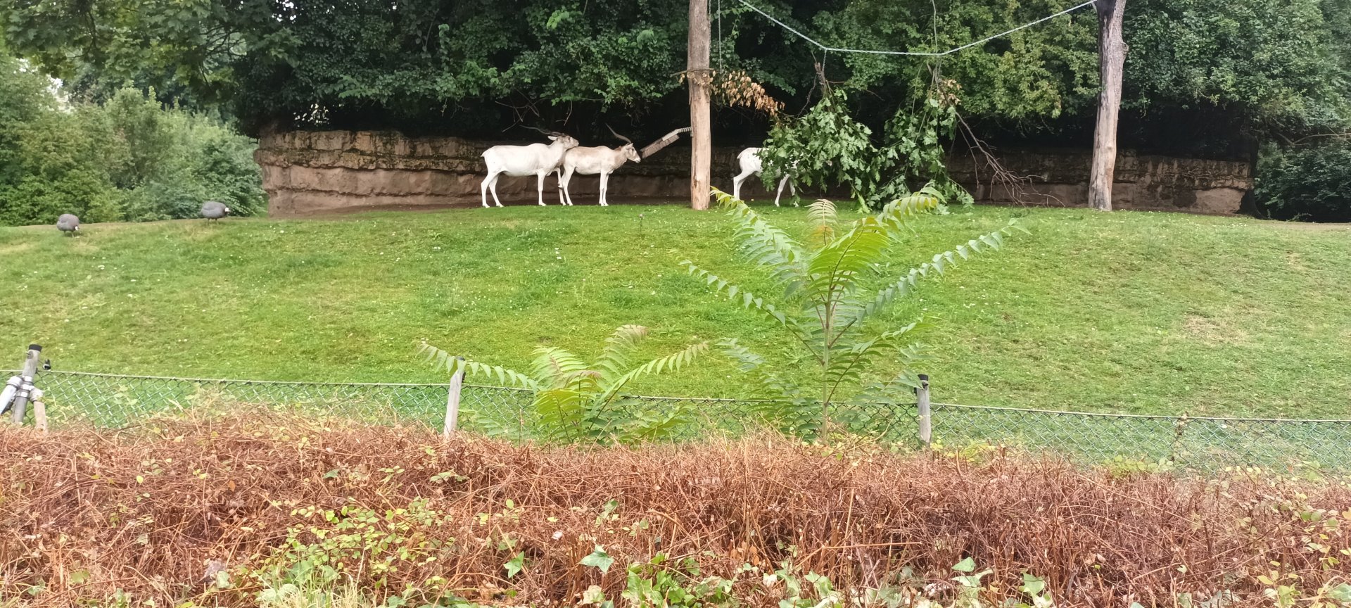African Savannah Enclosure