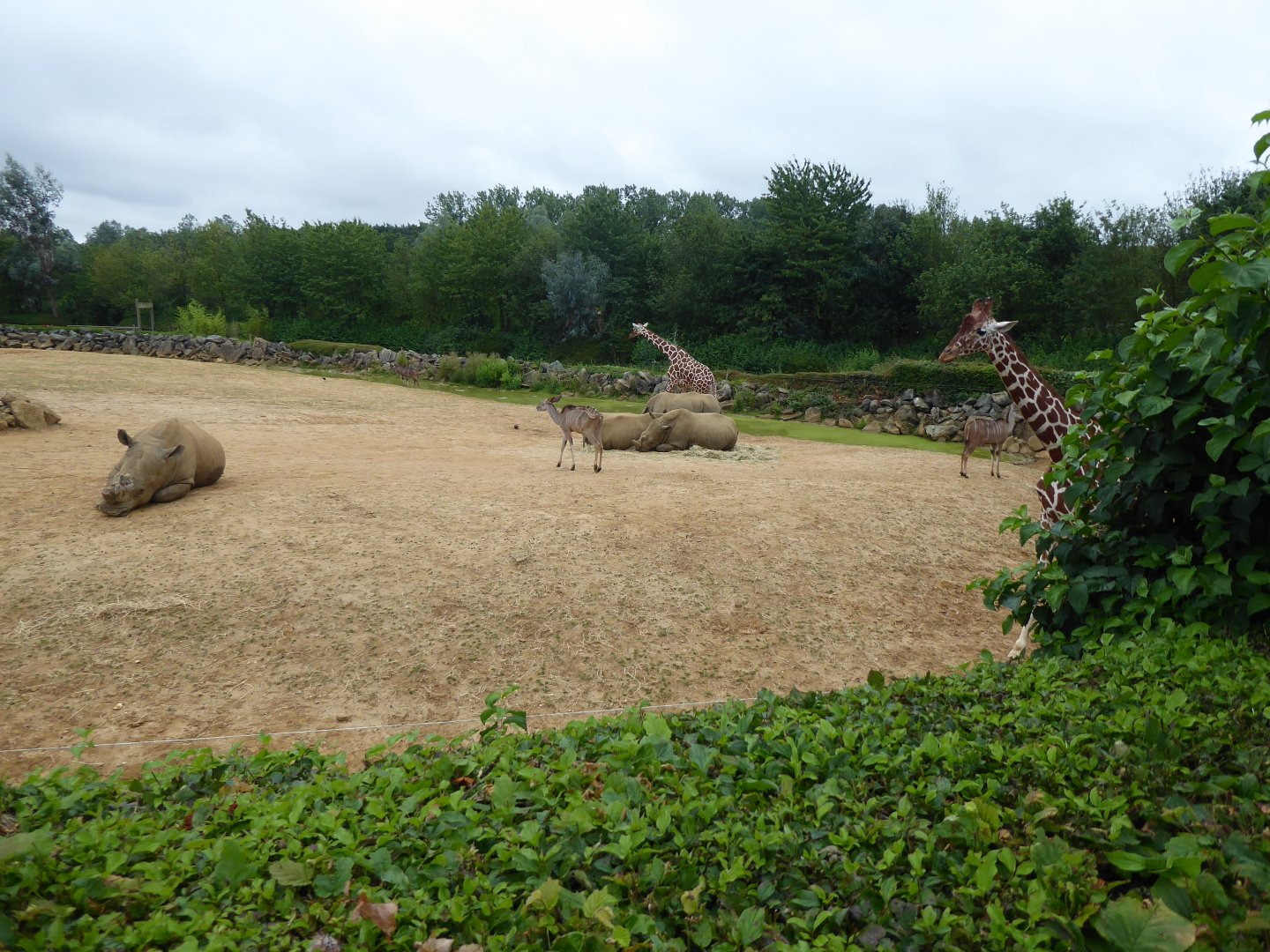 African Savannah exhibit 050819