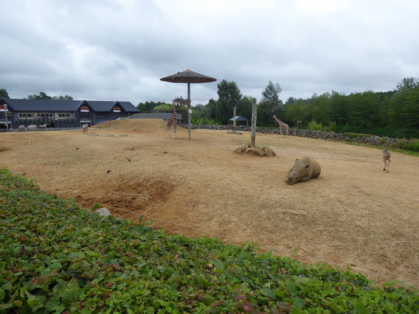 African Savannah exhibit 050819