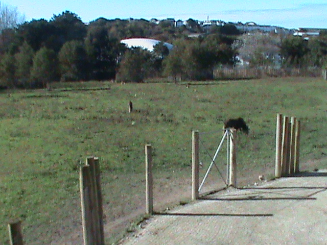 African savannah exhibit 211010