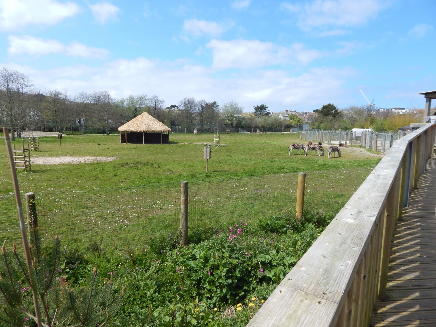 African Savannah exhibit 240424