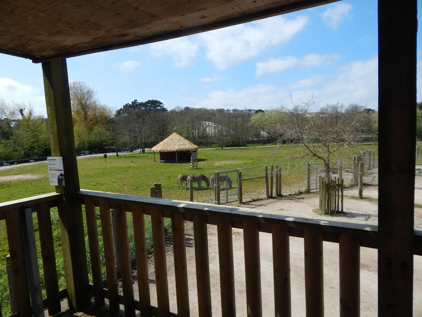 African Savannah Exhibit 240424