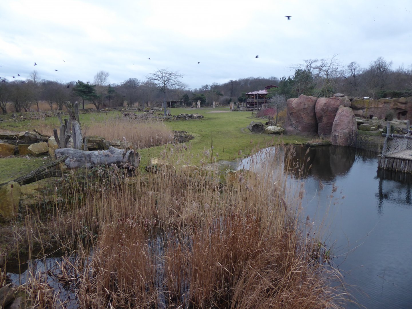 African Savannah exhibit 280118