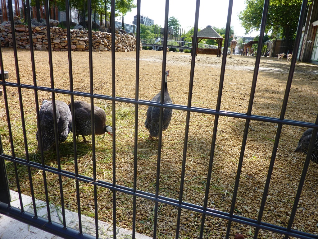 African Savannah exhibit Artis August 2010