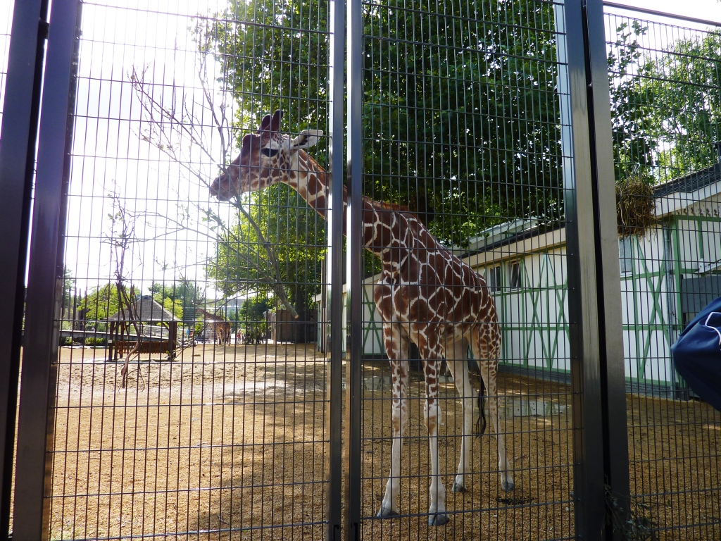 African Savannah exhibit Artis August 2010