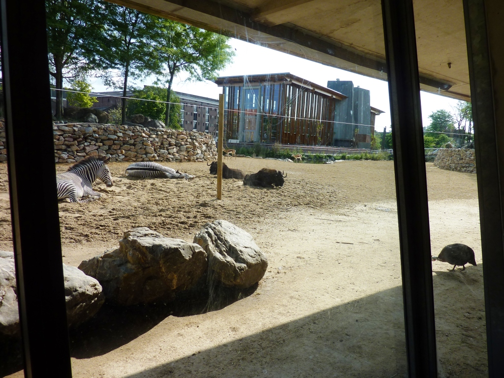 African Savannah exhibit Artis August 2010
