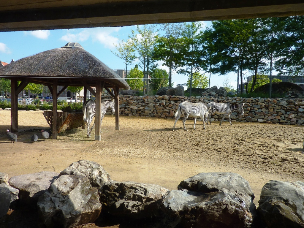 African Savannah exhibit Artis August 2010