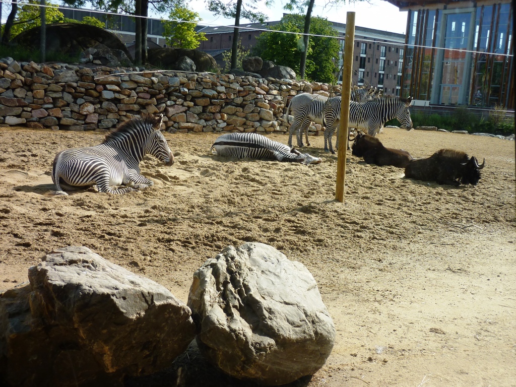 African Savannah exhibit Artis August 2010