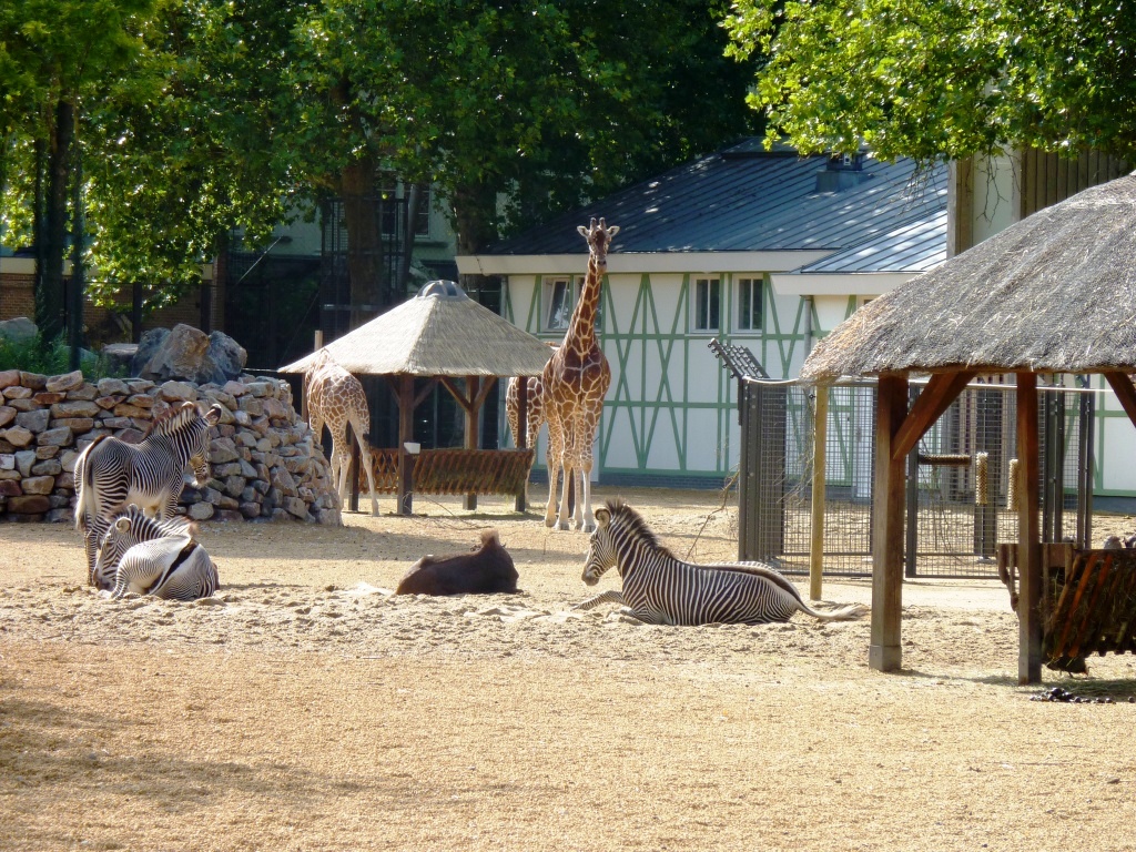 African Savannah exhibit Artis August 2010