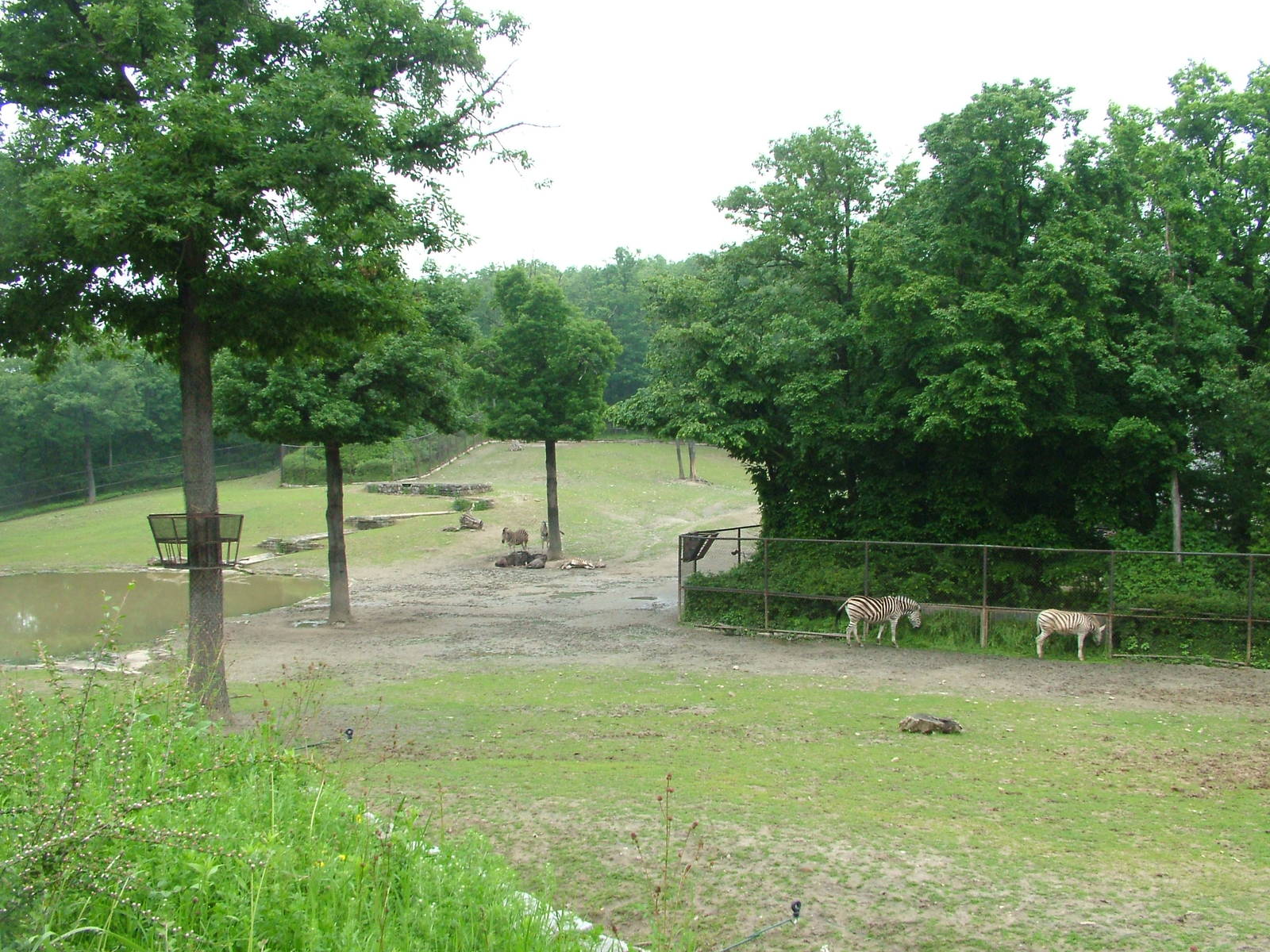 African Savannah exhibit at Brno, 27/05/10