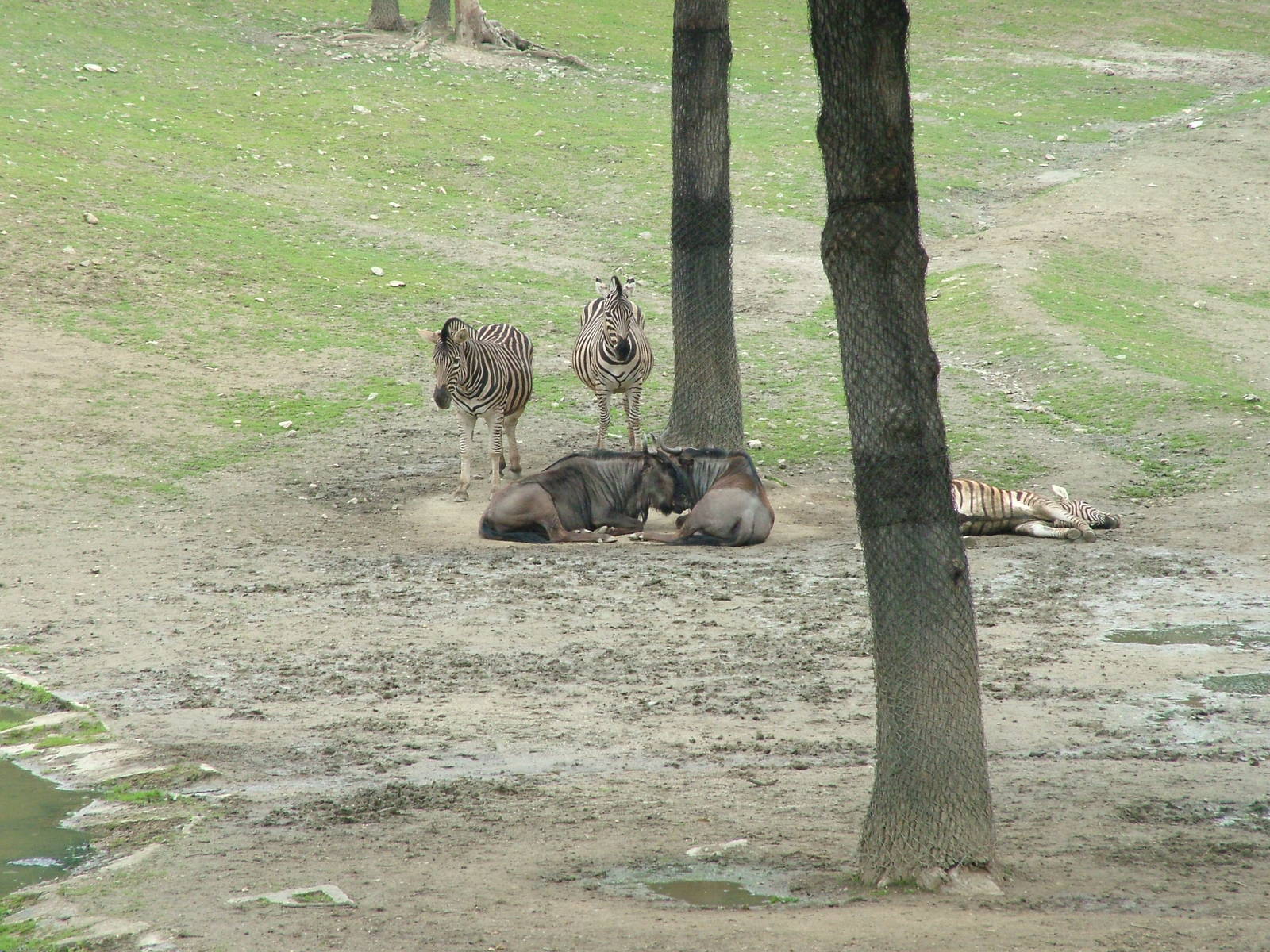 African Savannah exhibit at Brno, 27/05/10