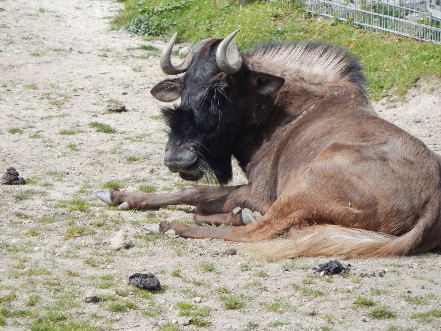 African Savannah Exhibit - Black wildebeest 240424