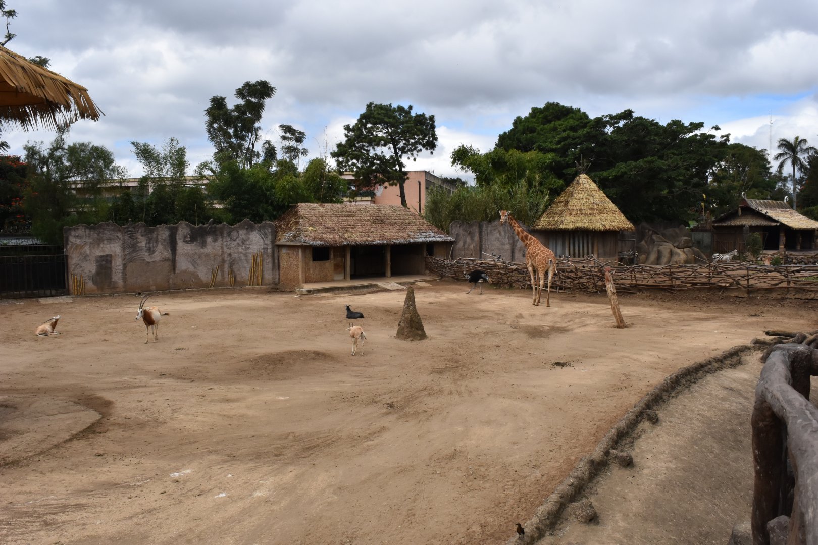 African Savannah exhibit - Giraffe, Scimitar horned oryx, ostriches & Barbary sheep