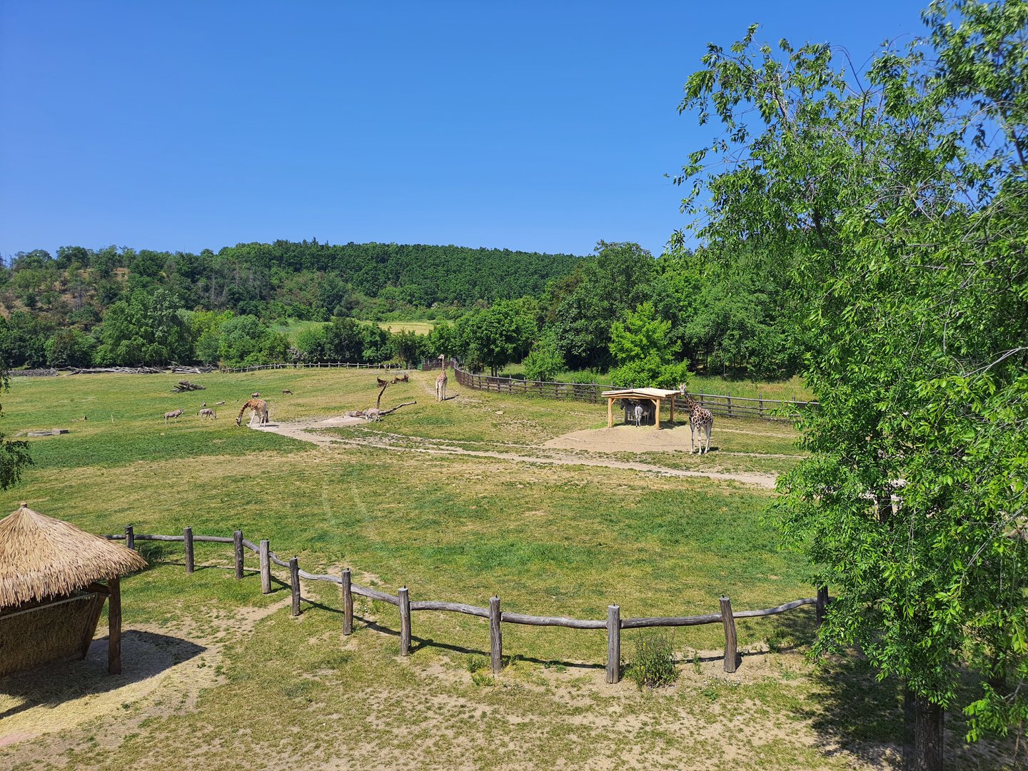 African Savannah exhibit- Prague Zoo Praha