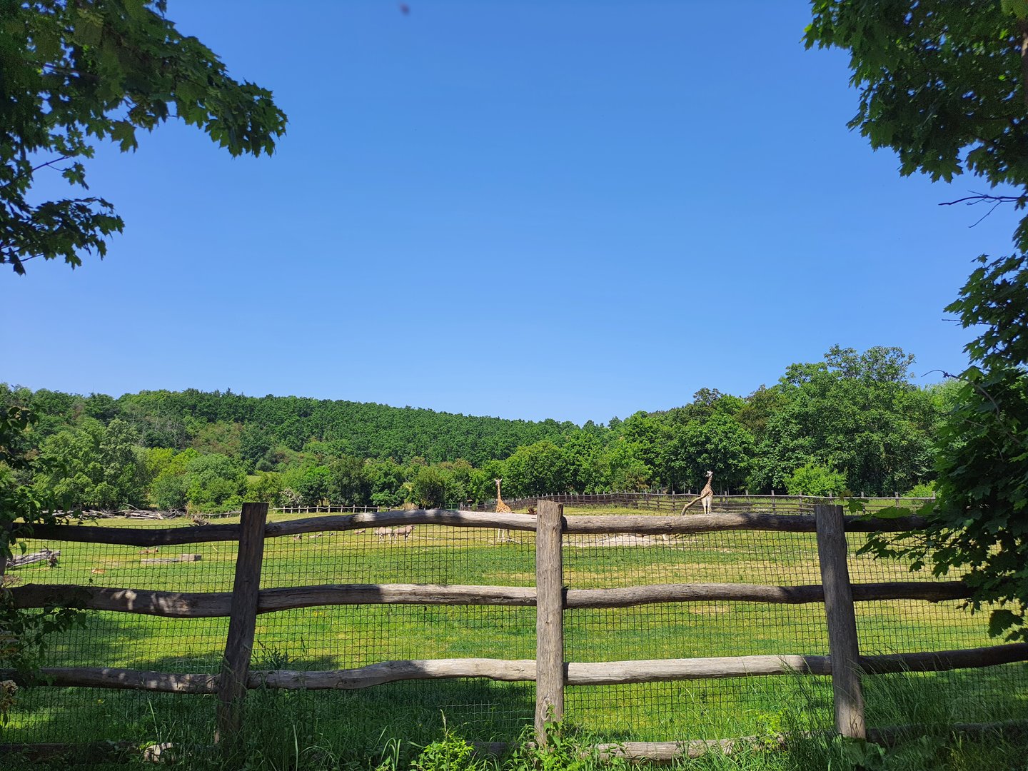 African Savannah exhibit- Prague Zoo Praha