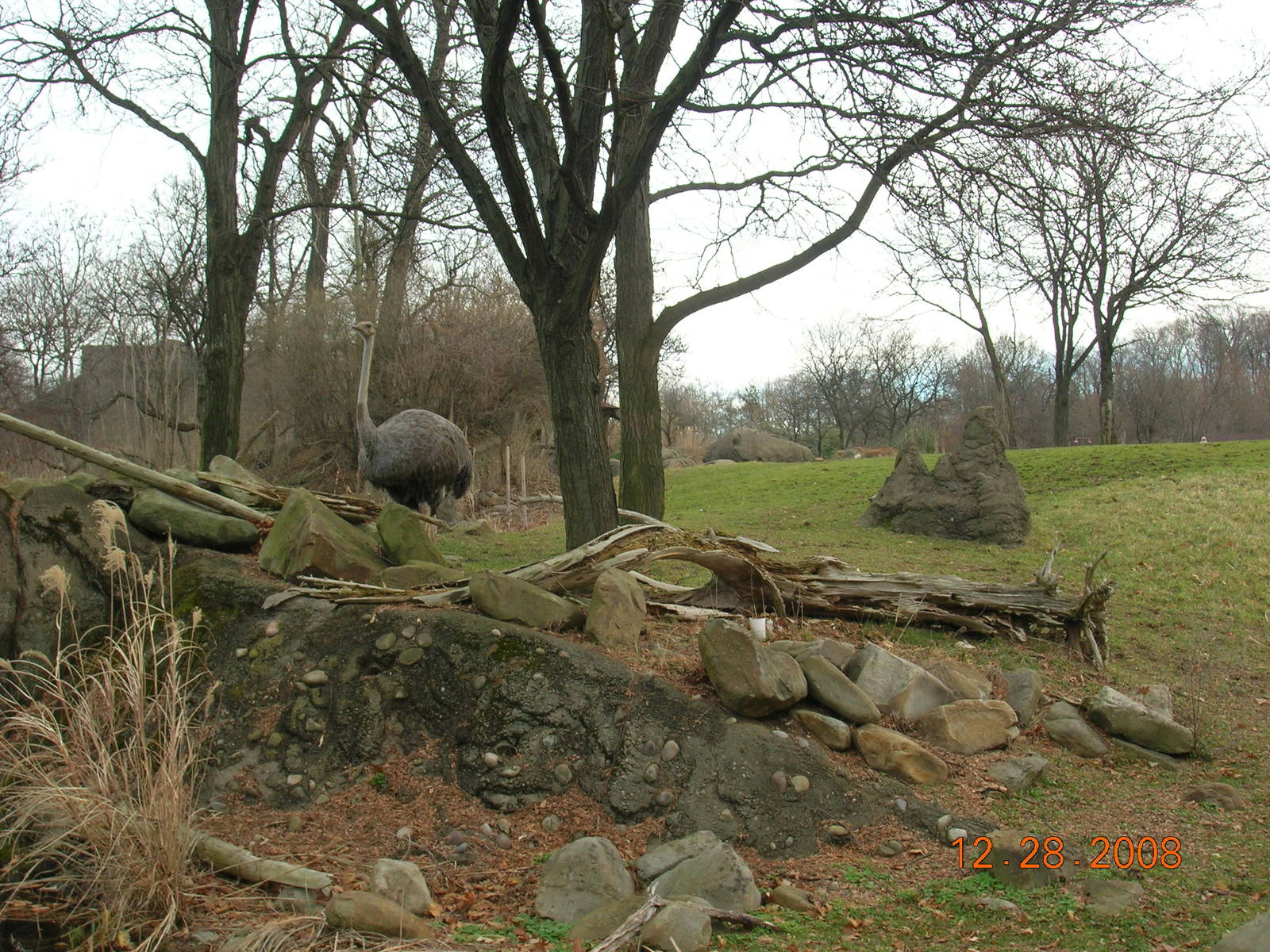 African Savannah Exhibit with Ostrich