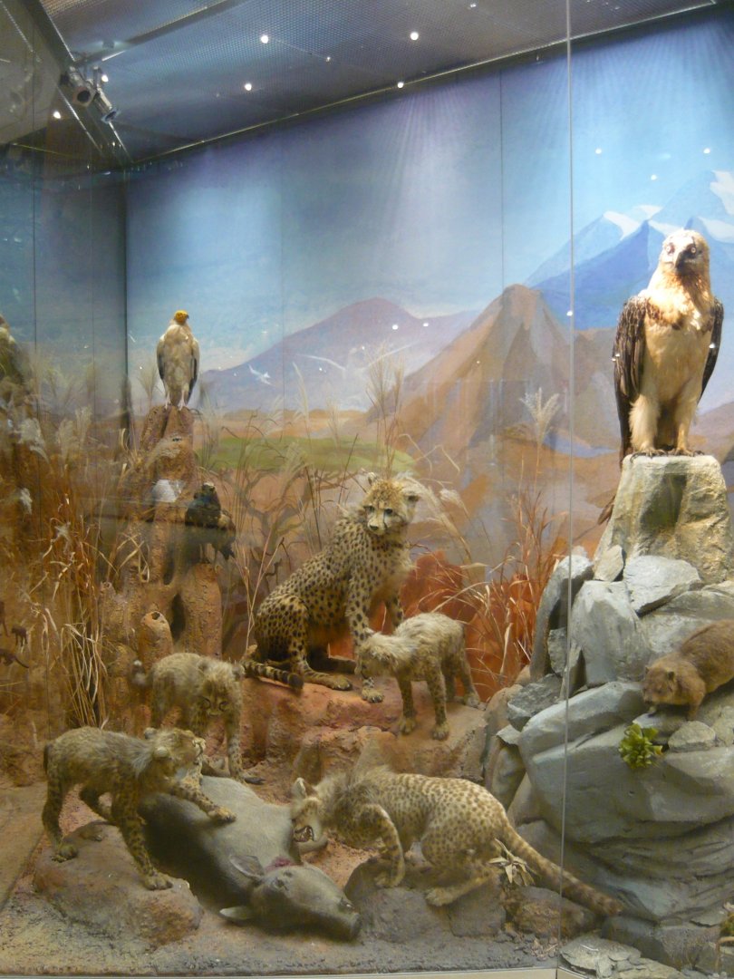 African savannah exhibit