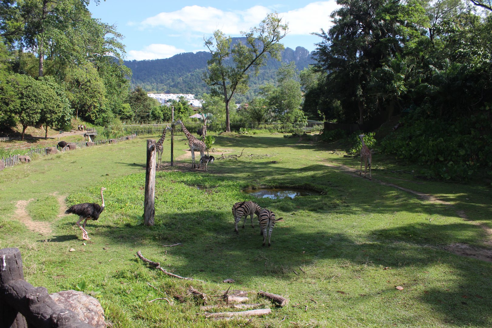 African savannah exhibit