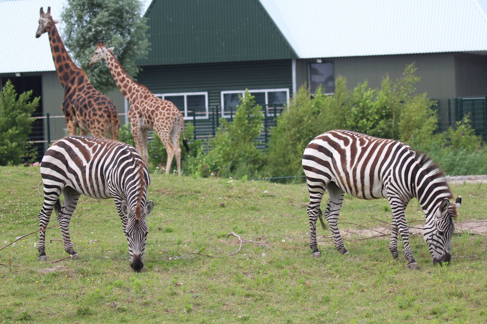 African "Savannah" exhibit