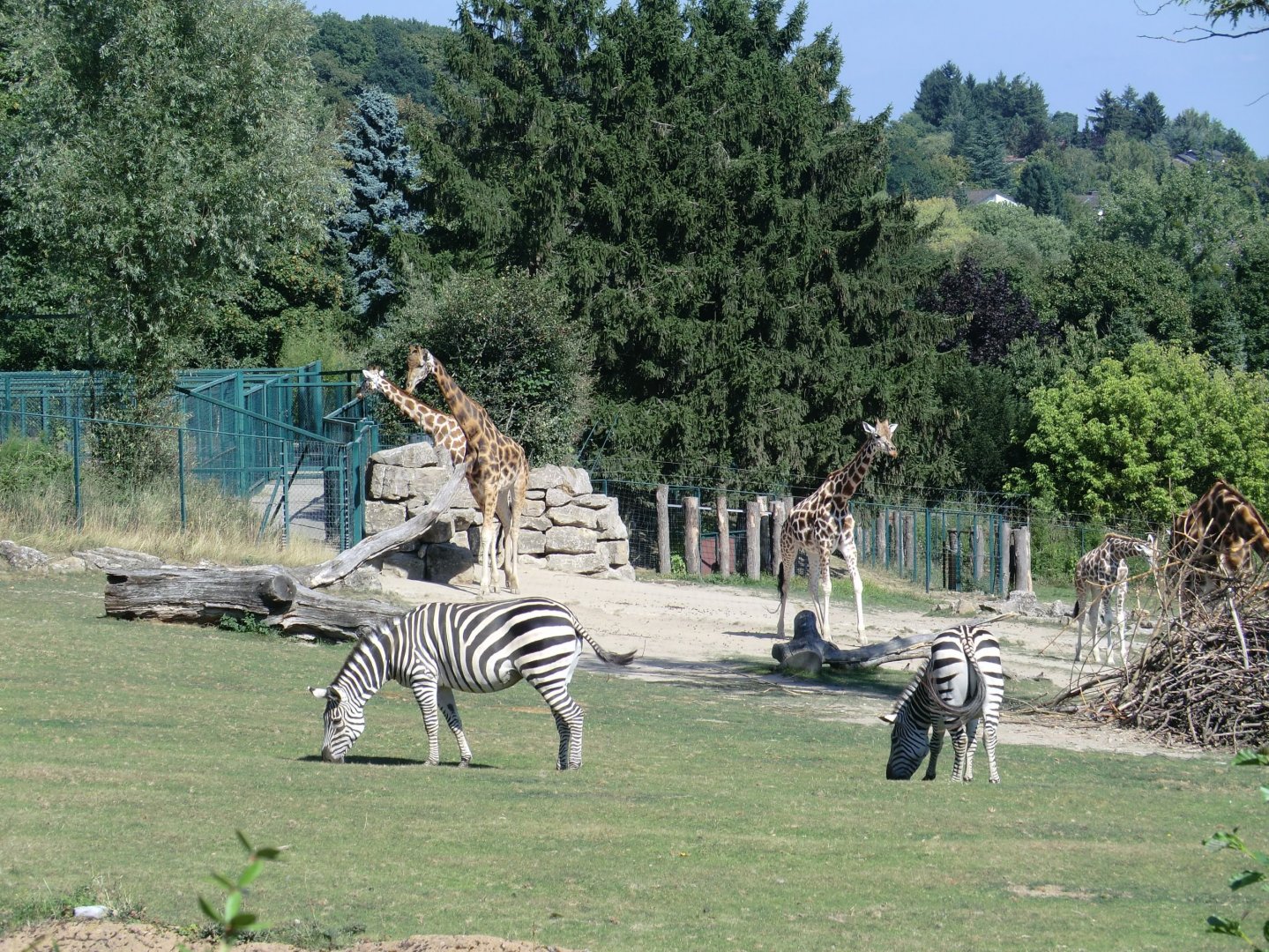African savannah exhibit