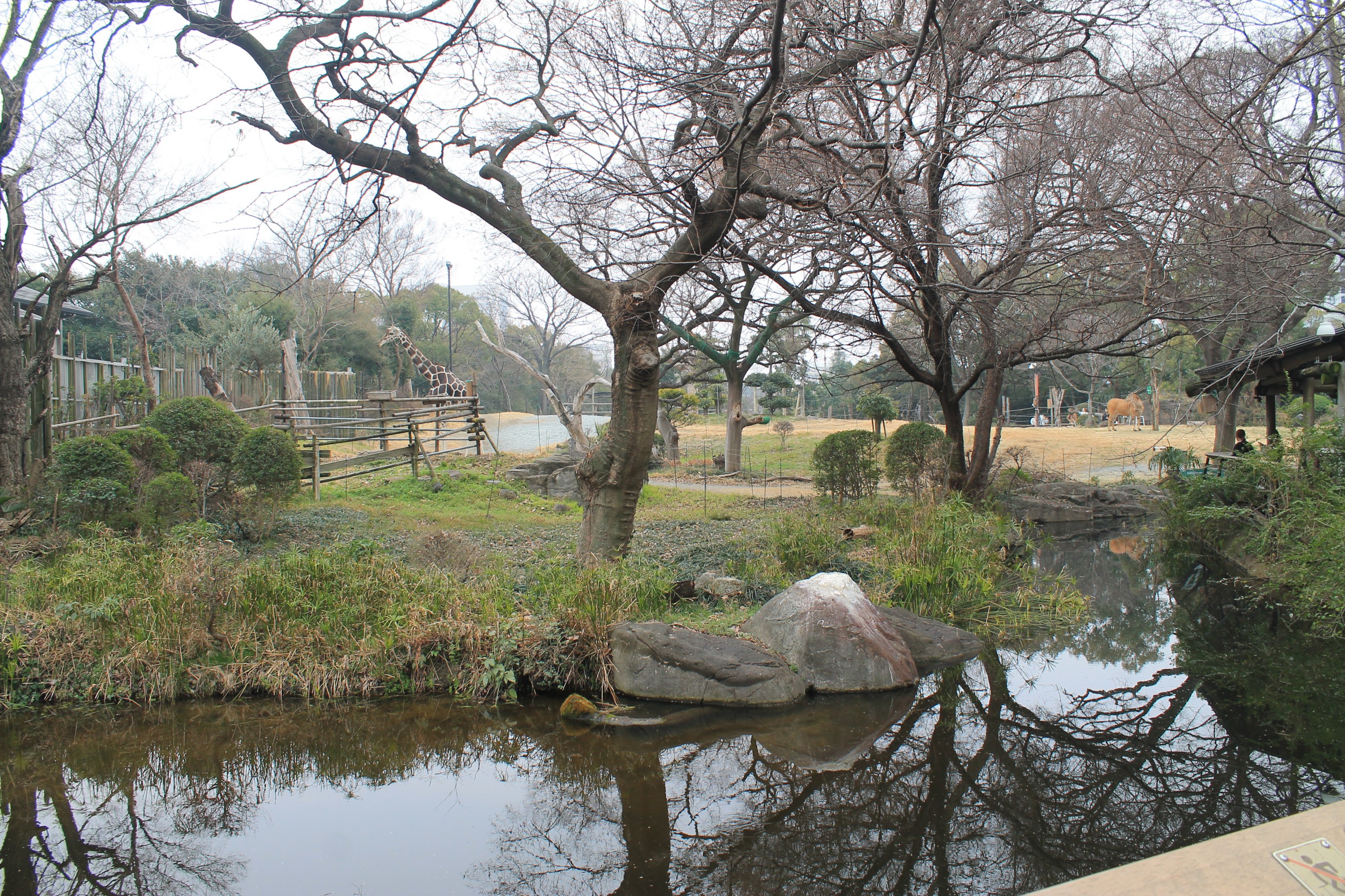 African Savannah exhibit