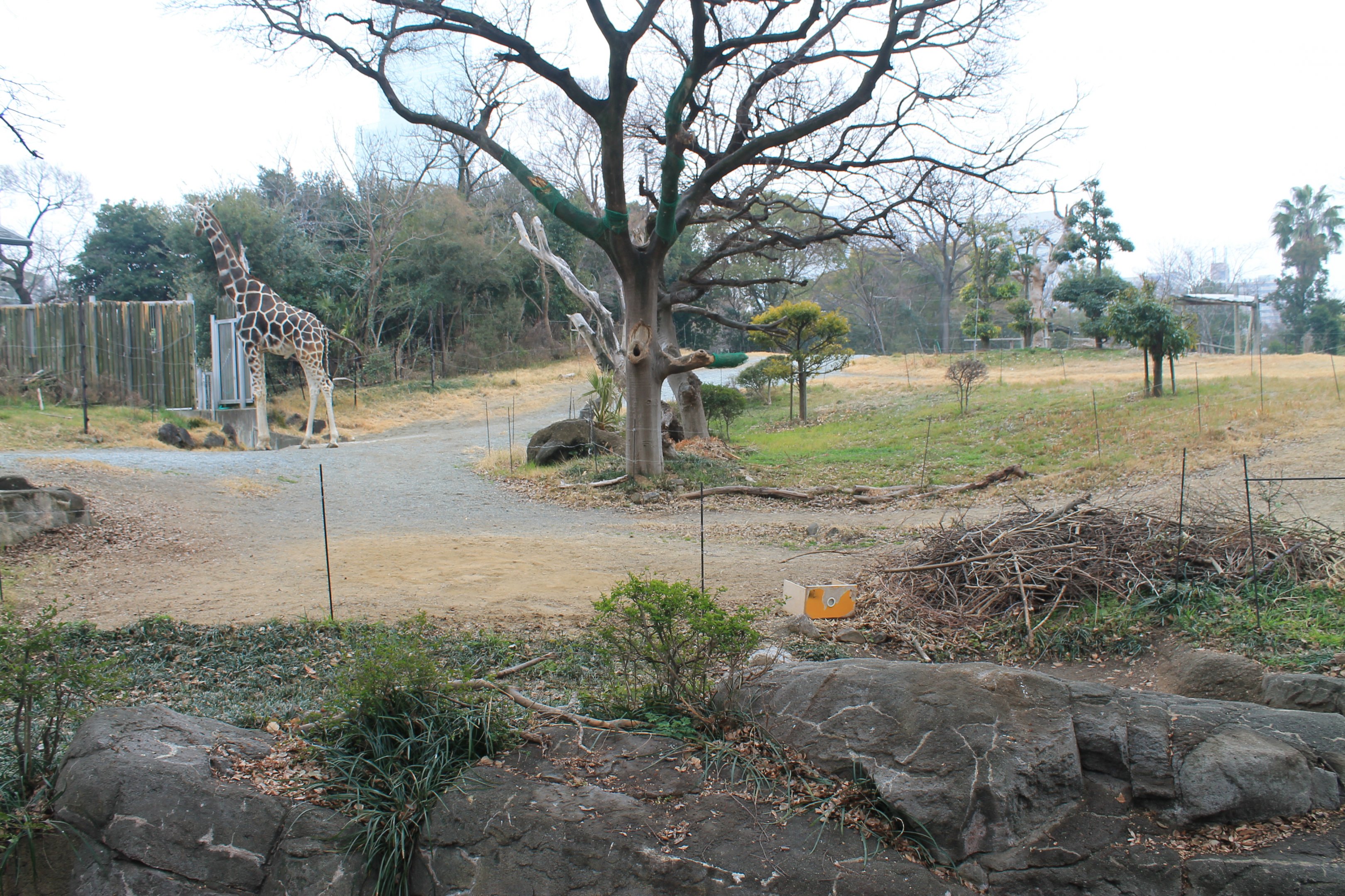 African Savannah exhibit
