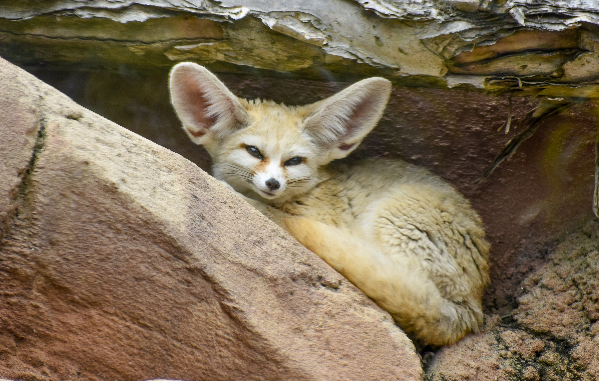 African Savannah - Fennec Fox