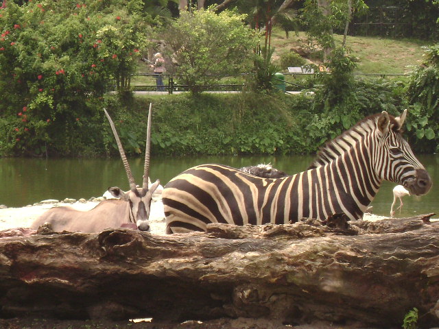 African Savannah-Gemsbok & Zebra