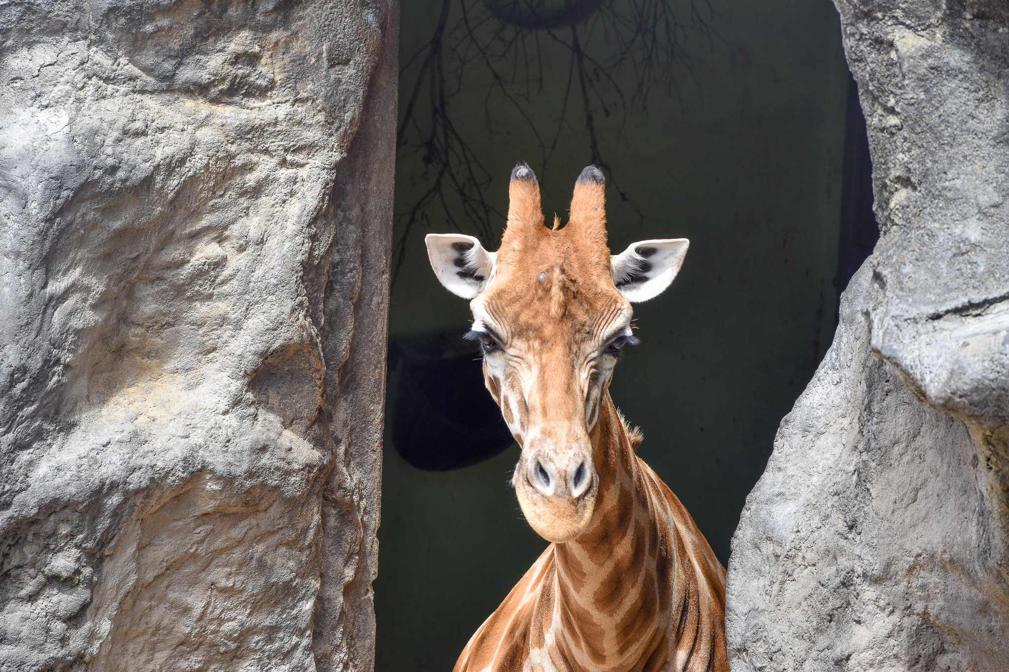 African Savannah - Giraffe in Historic Giraffe House
