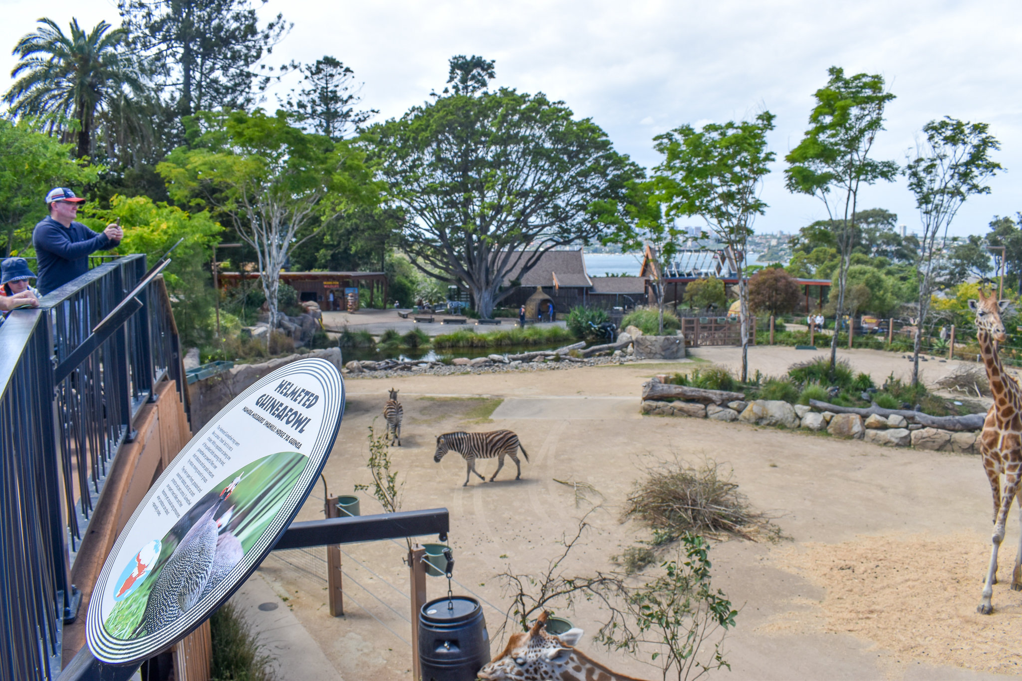 African Savannah - Giraffe/Zebra Enclosure