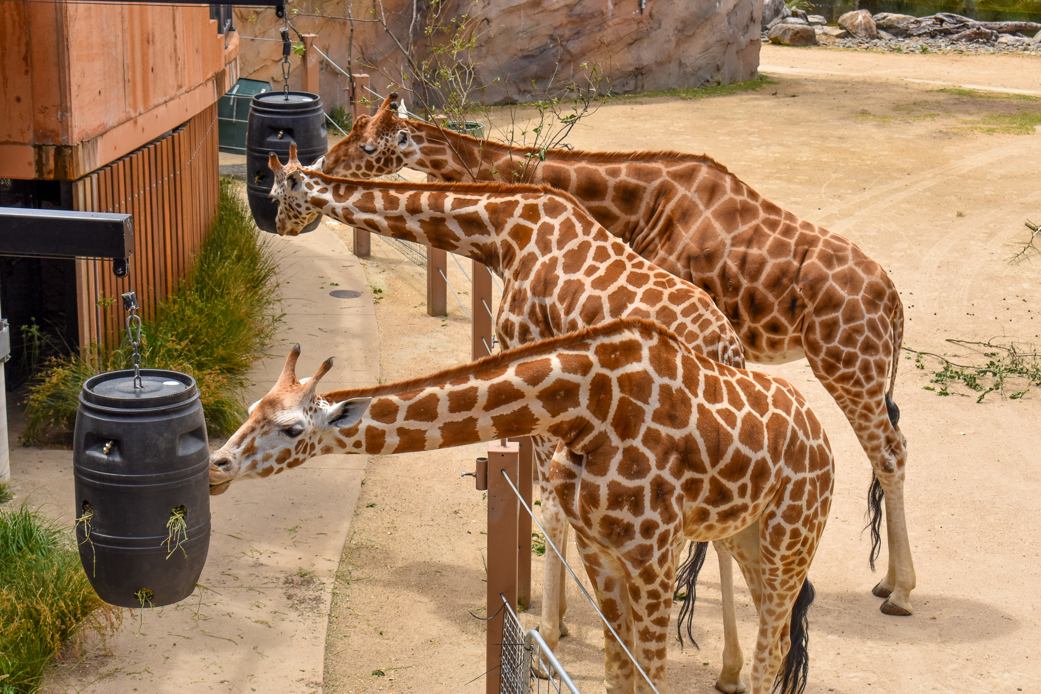 African Savannah - Giraffe