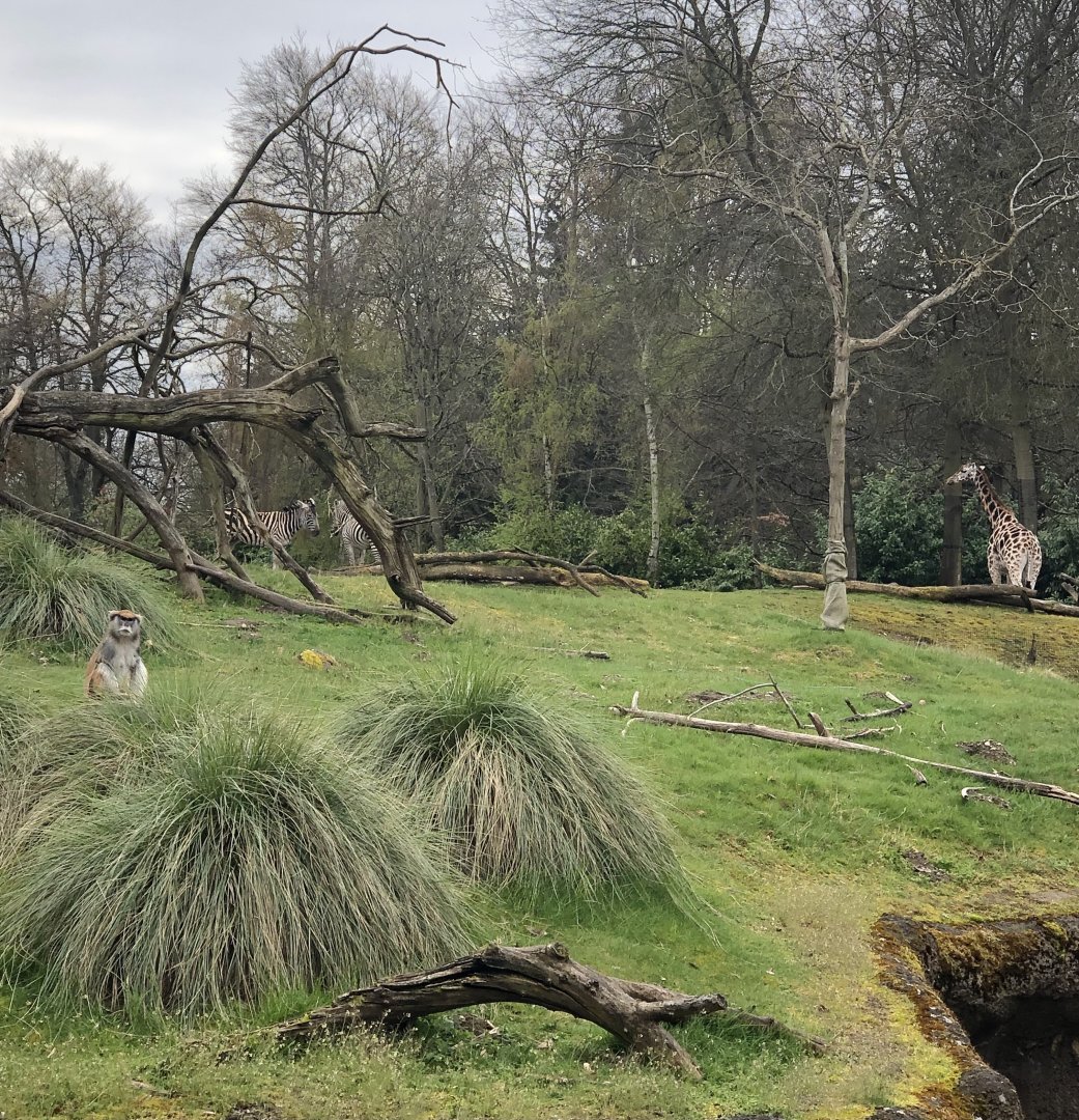 African Savannah - Giraffes, Zebras, & Patas Monkeys