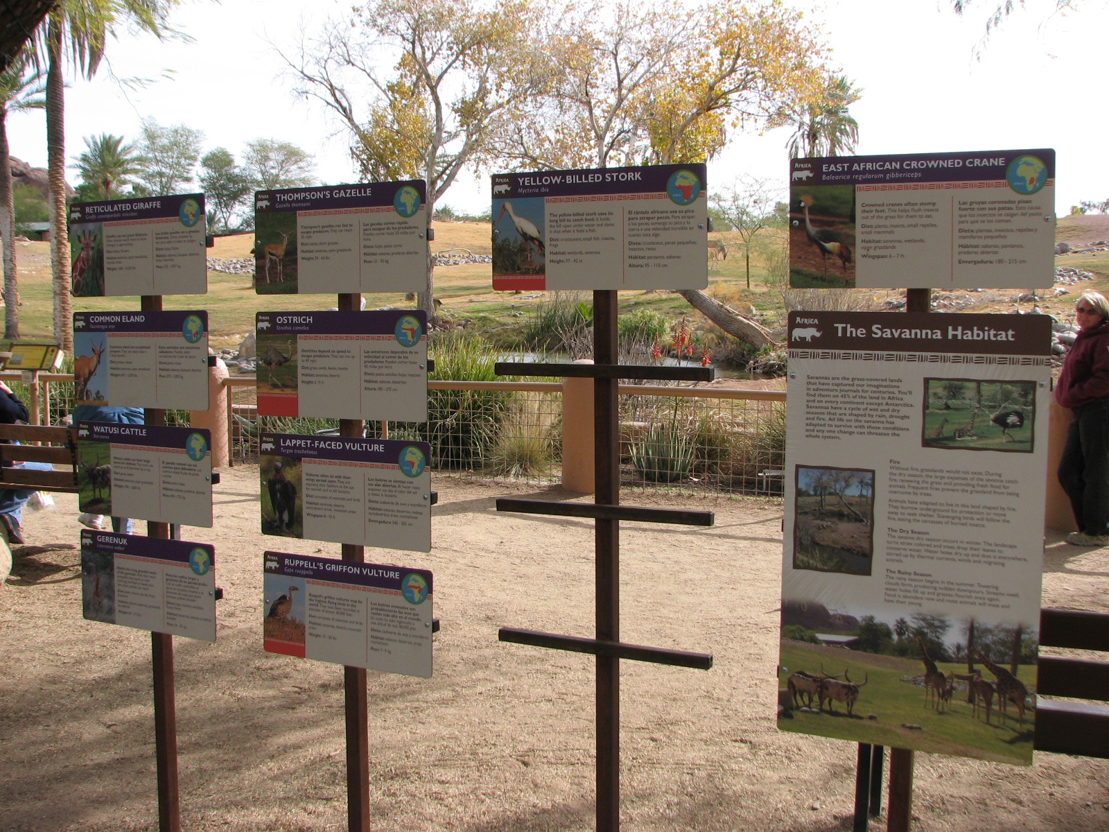 African Savannah Graphics