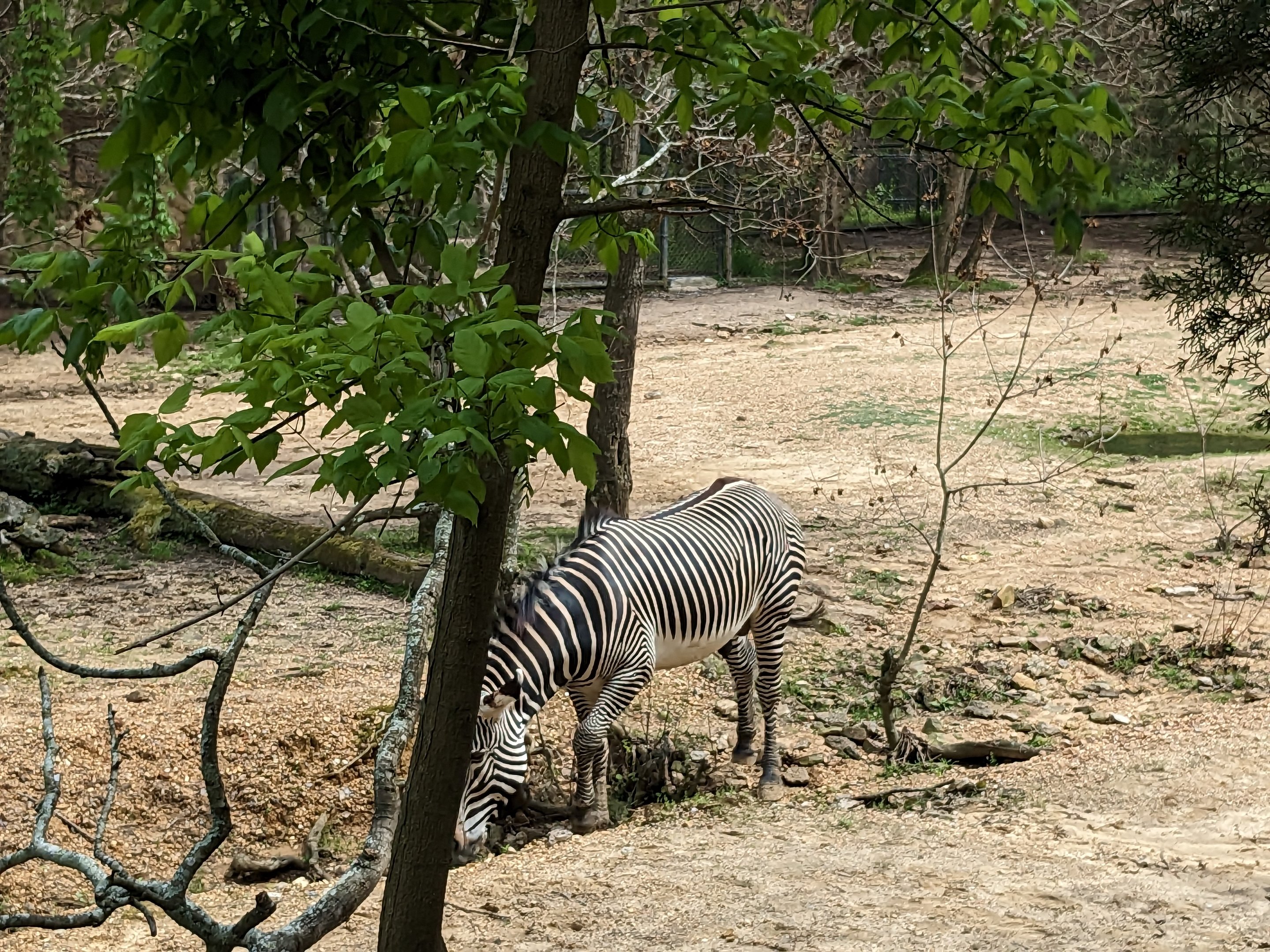 African Savannah - Grevy zebra