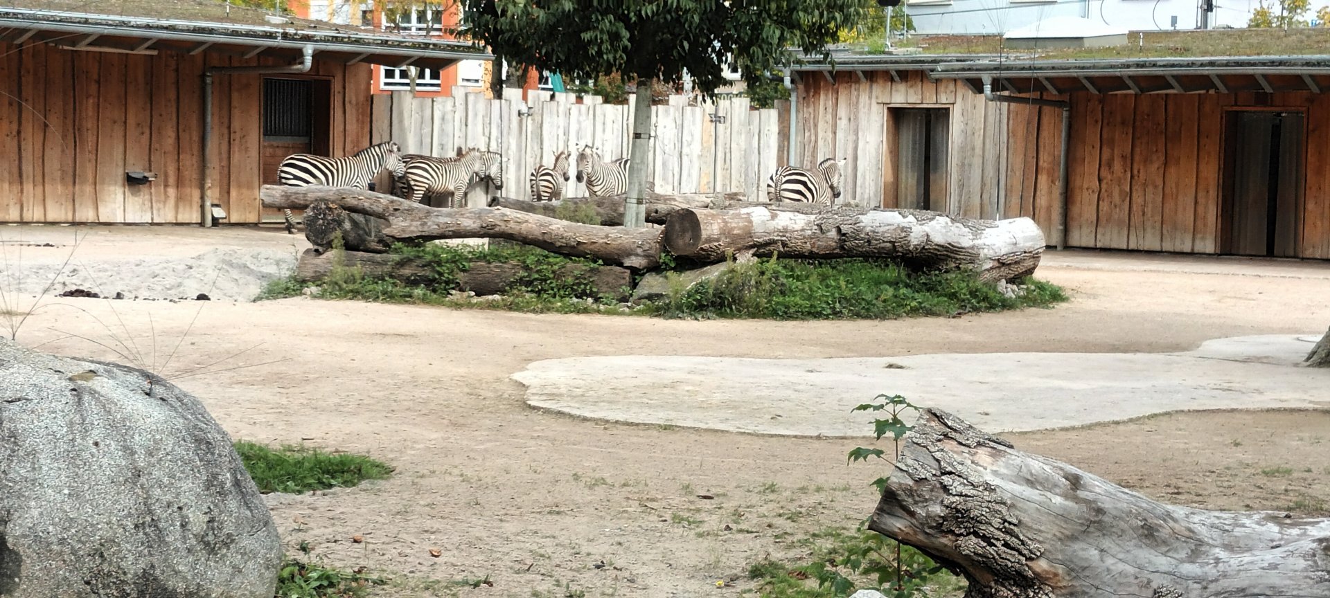 African Savannah: Grey crowned Crane and Plains Zebra (Grants) Enclosure