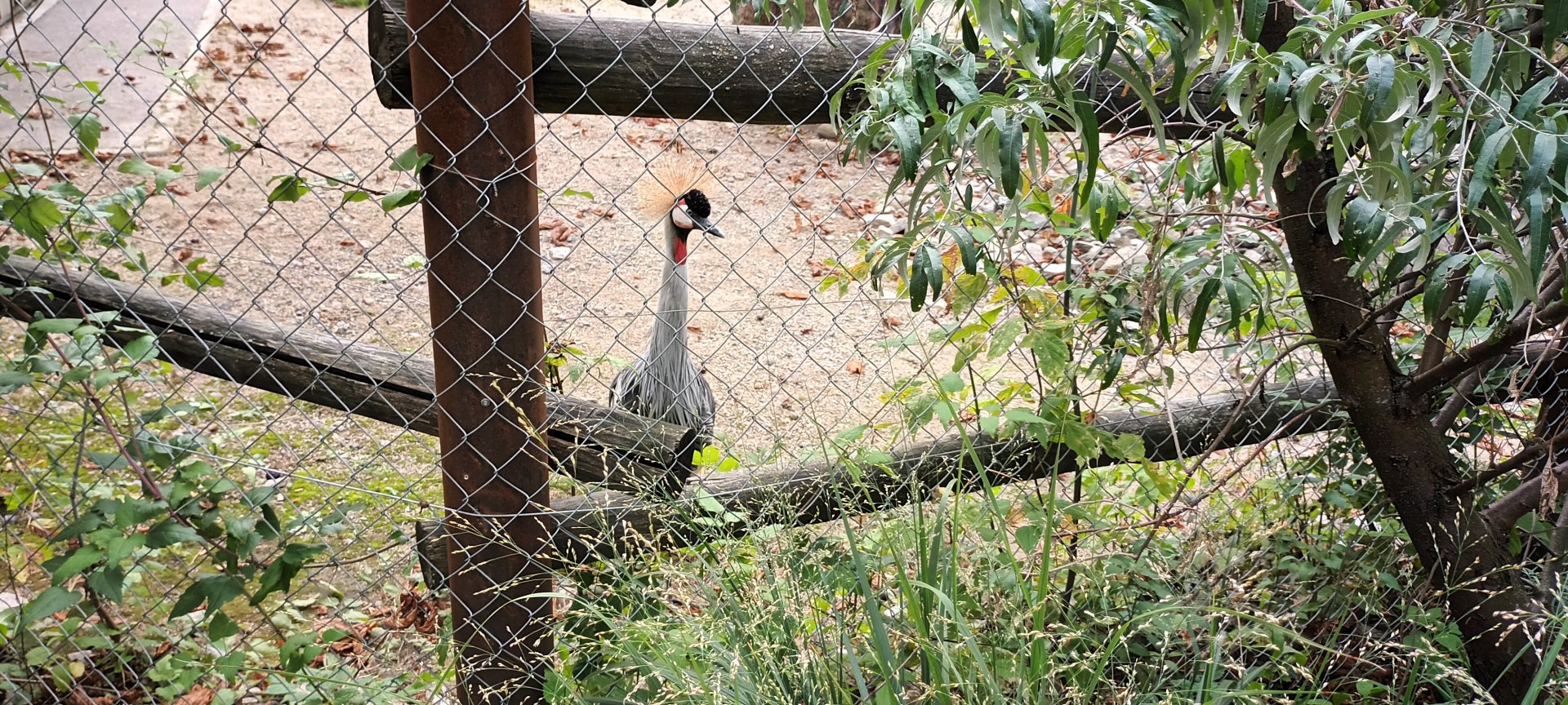 African Savannah: Grey crowned Crane