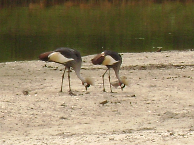 African Savannah-Grey Crowned Cranes