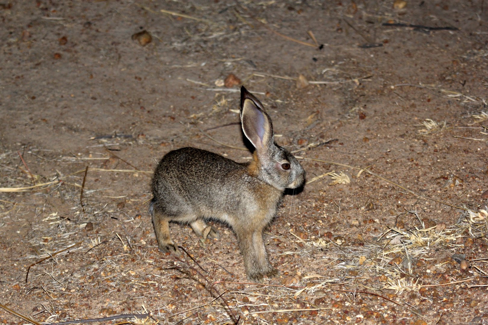 African Savannah Hare (Lepus victoriae)
