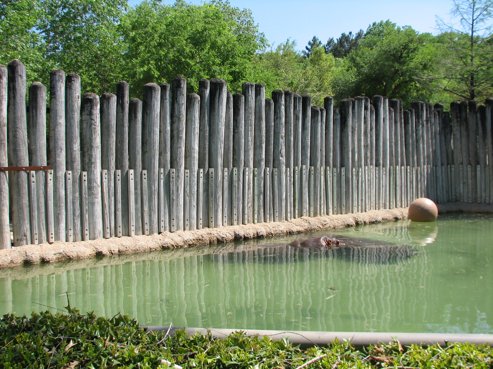 African Savannah - Hippopotamus Exhibit