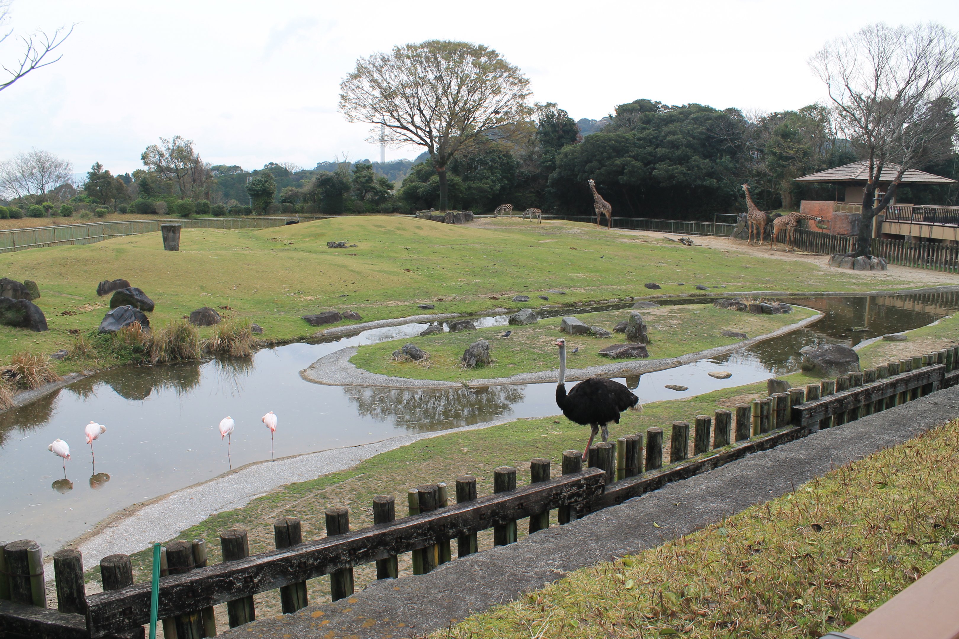 African Savannah - Hirakawa Zoo (Kagoshima)
