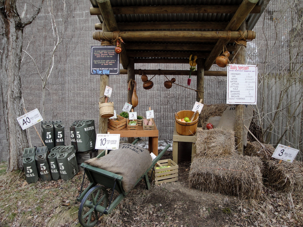 African Savannah - How Much Food Does an Elephant Eat?