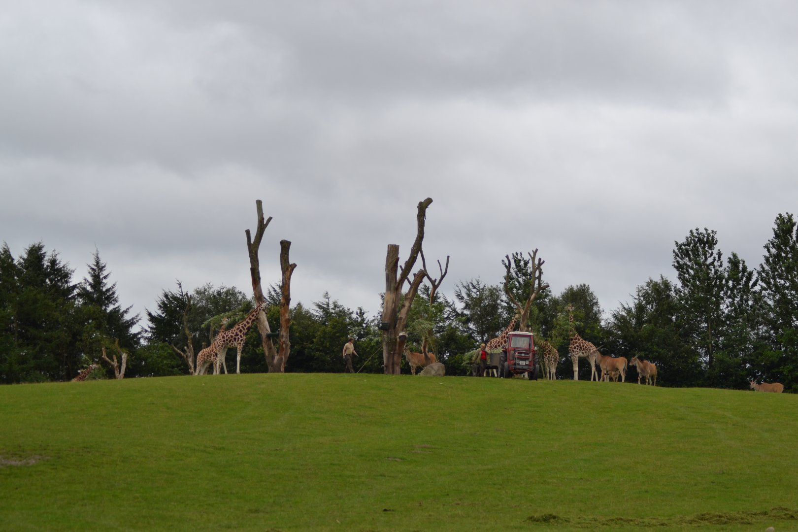 African savannah in Givskud Zoo
