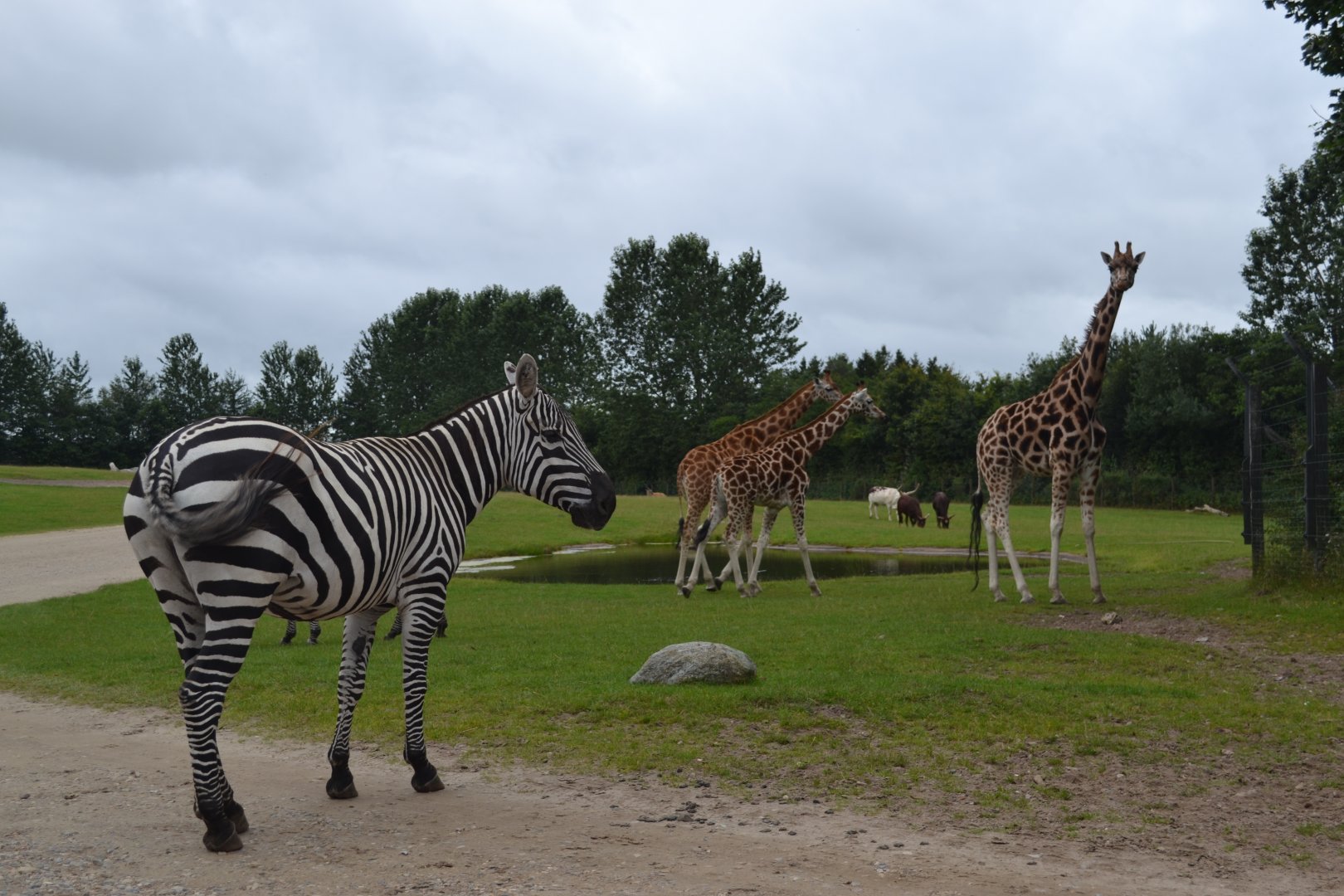 African savannah in Givskud Zoo