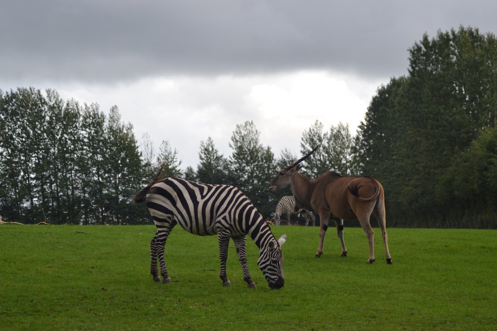African savannah in Givskud Zoo