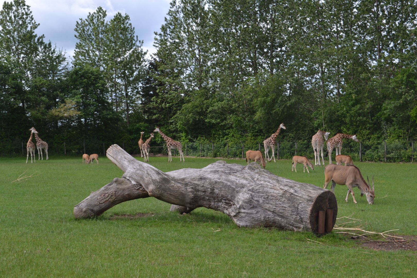 African savannah in Givskud Zoo